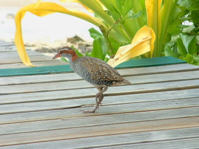 Banded rails are common on Fafa