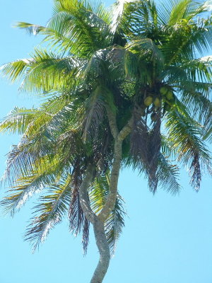 Famous triple-headed palm tree