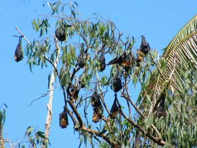 Flying foxes in a tree in Tongatapu