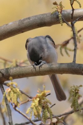 A tufted titmouse prays at Chattahoochee Nature Center