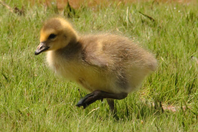 Canada goose gosling, Chattahoochee Nature Center