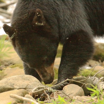 The mother bear looks for food under rocks in a small stream