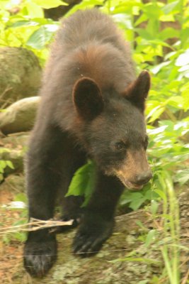 A cub coming down from a nearby field into the stream bed