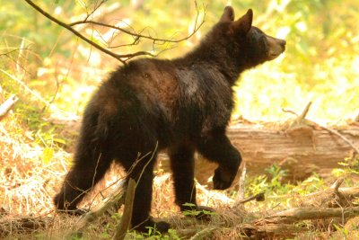 One of the cubs reacts to a nearby noise