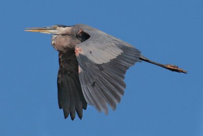 Great Blue Heron in flight, Chattahoochee Nature Center