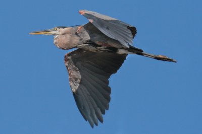 Great Blue Heron in flight, Chattahoochee Nature Center