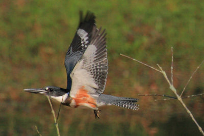 Belted Kingfisher taking off, Chattahoochee Nature Center