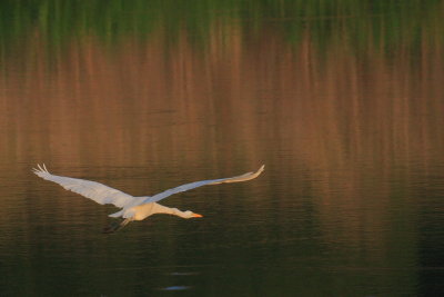 Great Egret in flight, E.L. Huie Ponds