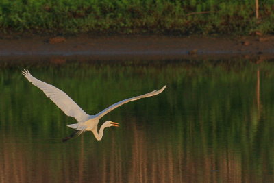 Great Egret in flight, E.L. Huie Ponds