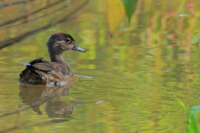 A duckling at Chattahoochee Nature Center