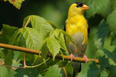 Male American Goldfinch, Chattahoochee Nature Center