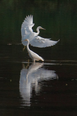 Two Immature Little Blue Herons near the Chattahoochee Nature Center