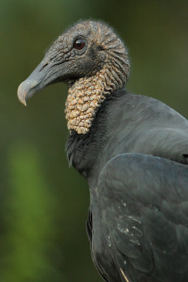Black Vulture, Chattahoochee Nature Center