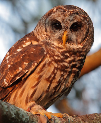 Captive Barred Owl, Chattahoochee Nature Center