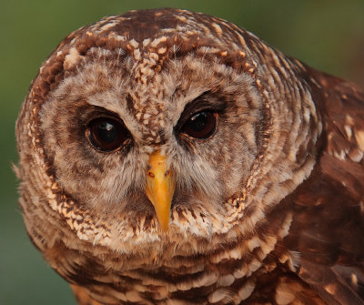 Captive Barred Owl, Chattahoochee Nature Center