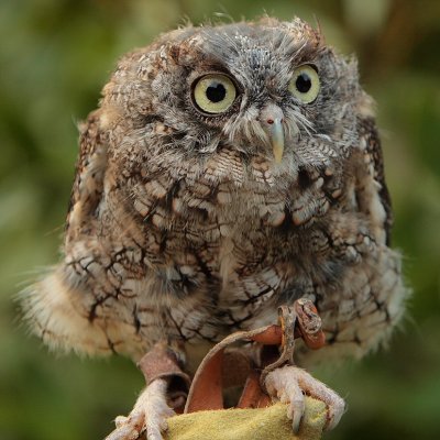 Captive Screech Owl (molting), Chattahoochee Nature Center