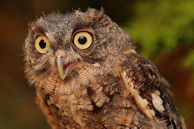 Captive Screech Owl (molting), Chattahoochee Nature Center