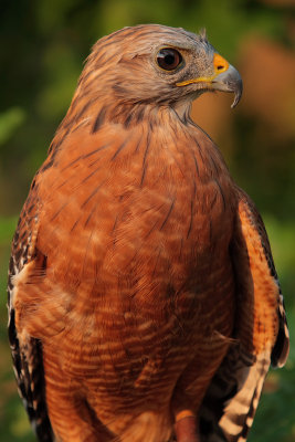 Captive Red-Shouldered Hawk, Chattahoochee Nature Center