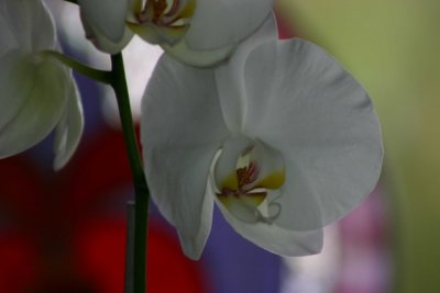 Phaelenopsis