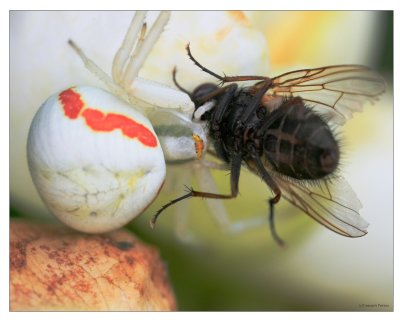 Fat crabspider having a big dinner !!