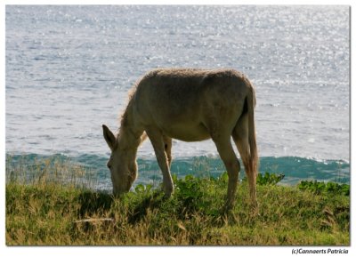 Donky on the island