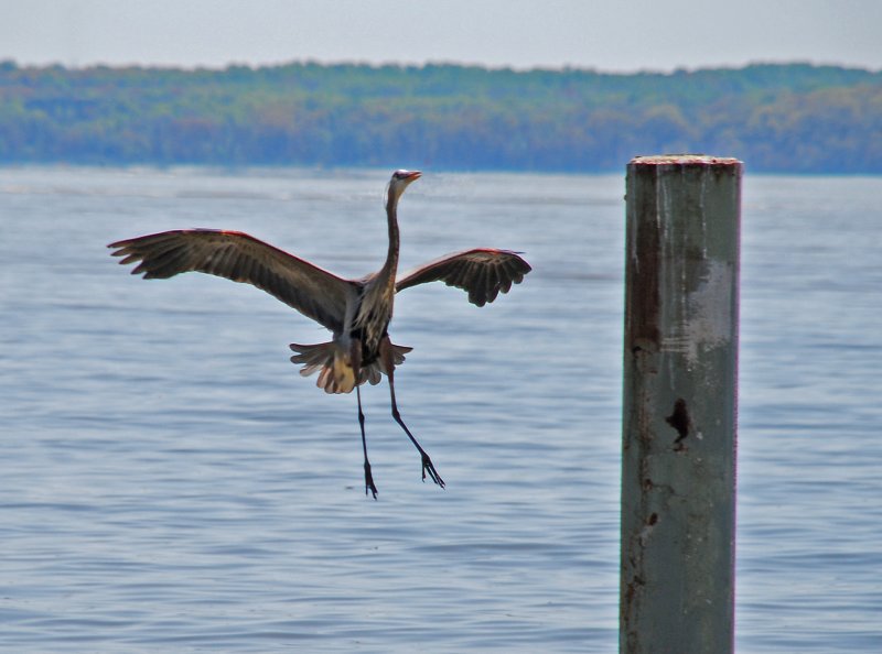 Great Blue Heron