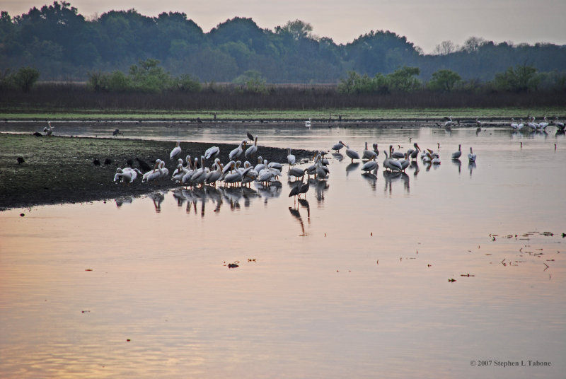 White Pelicans