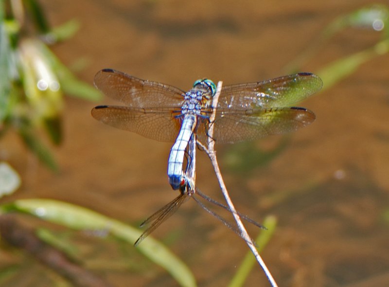 Dragonflies Mating