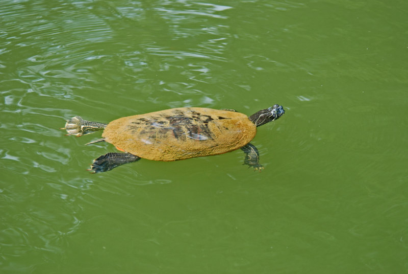 River Cooter (Pseudemys Concinna)