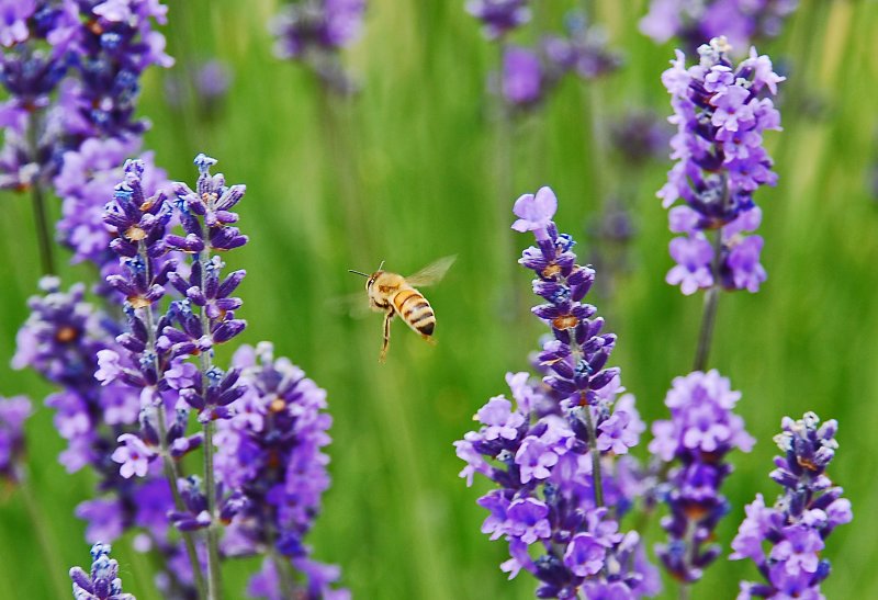 Honey Bee (and Lavender)
