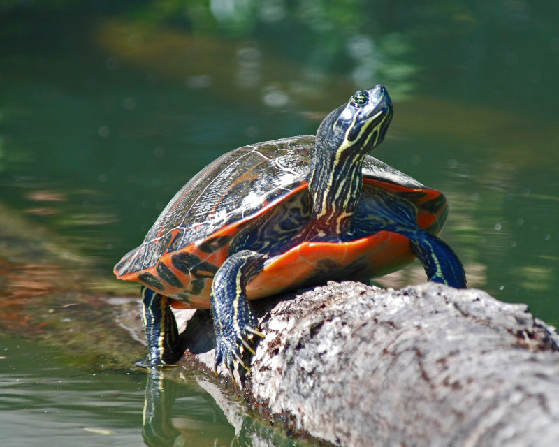 River Cooter (Pseudemys Concinna)