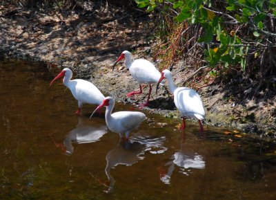 Ibis