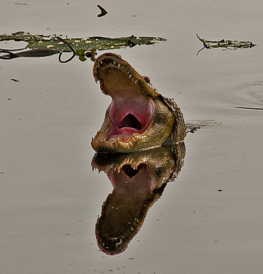 Looking Down a Gator's Throat