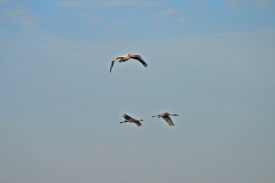 White Pelican and 2 Sand Hill Cranes