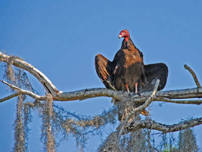 Turkey Vulture