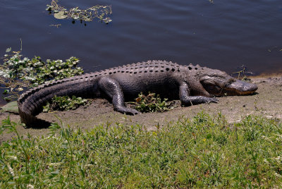 Large Gator Sunbathing