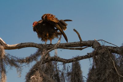 Turkey Vulture