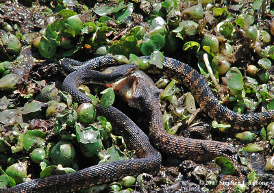 3 Snakes  & Fish, Paynes Prairie Preserve State Park