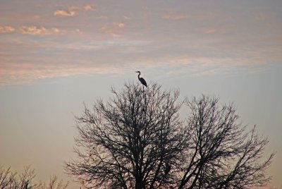 Great Blue Heron against the morning sky