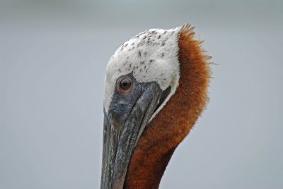 Brown Pelican