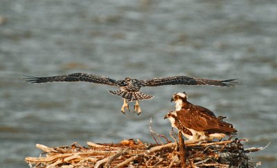 Osprey Chick Hovering in Wind Over Nest