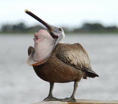 Pelican Beak Extrusion
