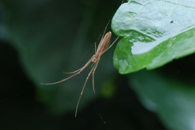 Spider (Tibellus Tenellus)