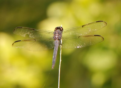 Dragonfly with Damaged Wing