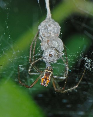 Small Spider with Egg Sacks