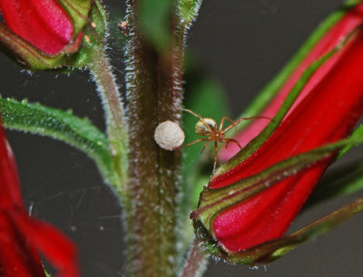 Small Spider with Egg Sack