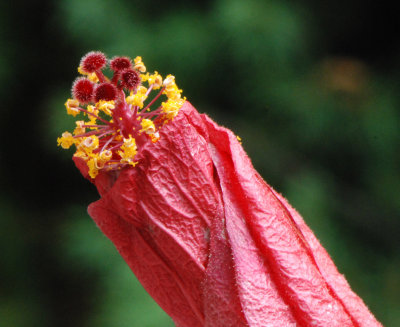 Hibiscus Flower Dying