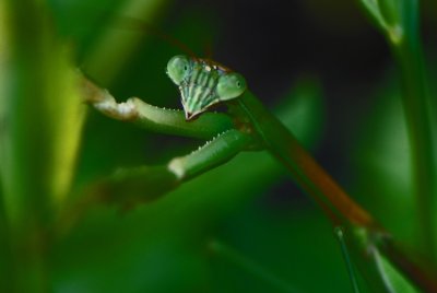 Praying Mantis