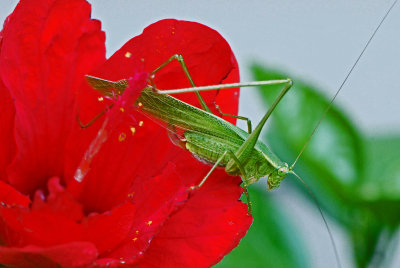 Green Bush Cricket