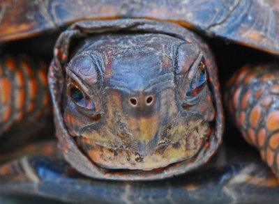 Eastern Box Turtle (Terrapene Carolina)